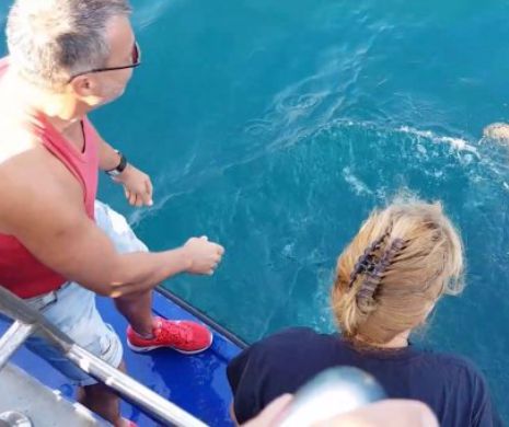 Țestoasa găsită la Vadu, eliberată în mare la Mangalia în speranța că va înota spre casă