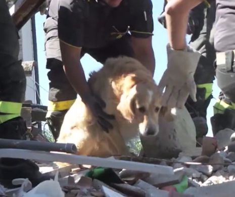 Un CÂINE a SUPRAVIEȚUIT nouă zile sub DĂRÂMĂTURI în urma CUTREMURULUI din Italia | VIDEO