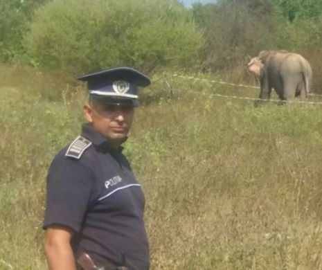 Un elefant a SCĂPAT DE LA CIRC în plină zi! Ce recomandă AUTORITĂȚILE