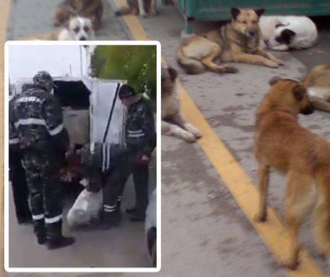 CÂINI ÎMPUŞCAŢI la întâmplare în Vaslui. În fuga disperată, UN MAIDANEZ A FOST LOVIT DE MAŞINĂ, dar a supravieţuit miraculos. Imagini şocante - VIDEO