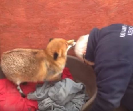 GESTURILE DE AFECŢIUNE ale vulpii au generat peste 1.500.000 de vizualizări. DRAGOSTE ADEVĂRATĂ pentru omul care a salvat-o | Video emoţionant