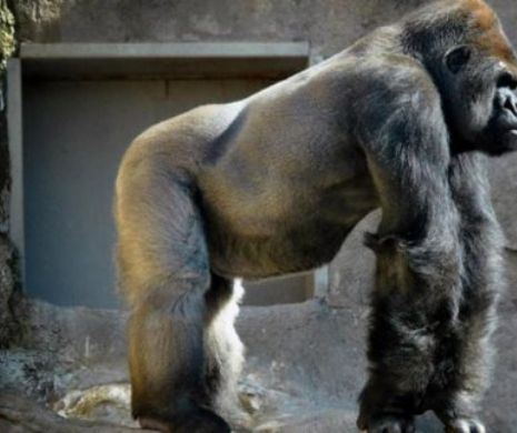 În timp ce în România animalele periculoase sunt UCISE cu sânge rece, în Londra autoritățile au reușit să TRANCHILIZEZE o gorilă scăpată de la grădina zoologică