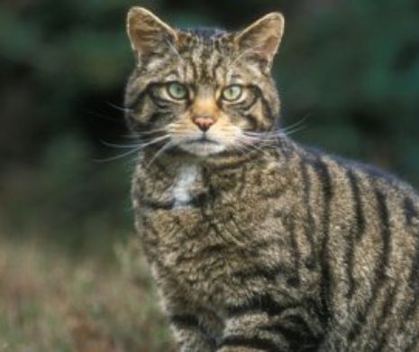 Ministerul Mediului a suspendat ordinul care ar fi permis împuşcarea a aproape 1.700 de animale sălbatice