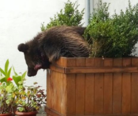 Plângere PENALĂ împotriva celor care au ÎMPUŞCAT MORTAL ursul din Sibiu