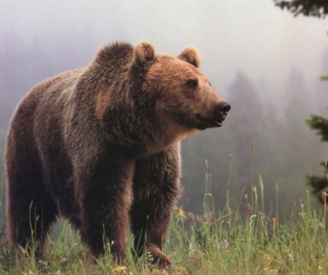 Un urs care se plimba pe străzile Sibiului a fost împuşcat