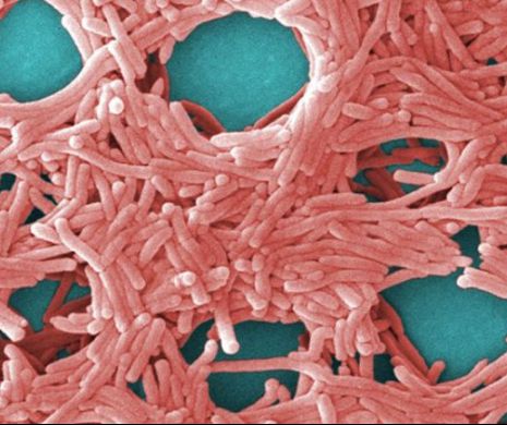 ALERTĂ pe ruta Italia-România. O BACTERIE FOARTE PERICULOASĂ poate fi ADUSĂ ÎN ŢARĂ de românii care SE ÎNTORC PENTRU SĂRBĂTORI. Detalii de ultimă oră