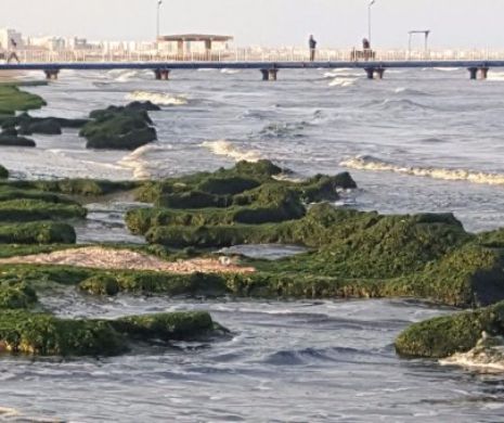 Apariție surpriză, în pragul iernii, pe plaja din Mamaia. Algele au pus stăpânire pe țărmul mării