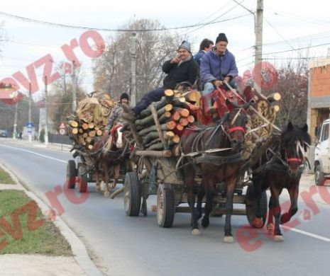 Căruțașii, în pericol de a plăti RCA din cauza unei legi confuze