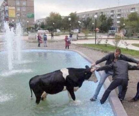 GHIDUŞIE ŞI NEBUNIE în lumea largă. IPOSTAZE ÎN PREMIERĂ nemaivăzute vreodată: de la VACA DIN FÂNTÂNA ARTEZIANĂ până la UŞA ADIDAS l Foto
