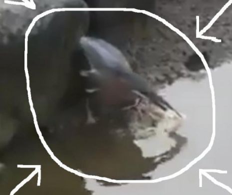 PASĂREA din imagini poate fi CEA MAI INTELIGENTĂ DIN LUME. Ceea ce face, dar şi STRATEGIA FOLOSITĂ pentru a-şi atinge scopul MERITĂ TOATE LAUDELE l Video