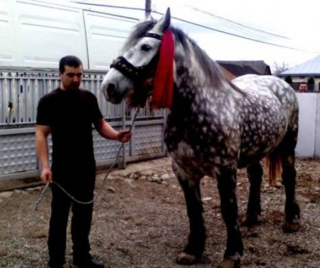 Şi-a MALTRATAT propriul animal până la EPUIZARE şi a continuat să-l LOVEASCĂ, spre amuzamentul celorlalţi. IMAGINILE REVOLTĂTOARE care au scandalizat mediul online | VIDEO ŞOCANT