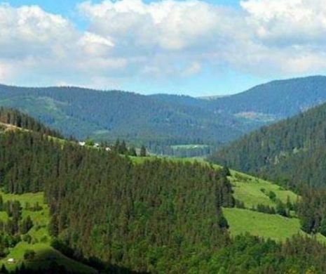 Acuzată de comerţ ilegal cu lemn, Holzindustrie Schweighofer pierde clienţi. Un mare lanţ de bricolaj RUPE contractul cu austriecii