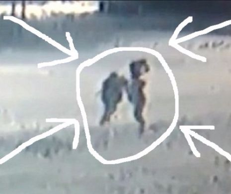 BĂTAIE CU LOPEŢI din cauza zăpezii. După câteva LOVITURI BINE ŢINTITE ÎN CAP, cocoşii au cedat. Filmarea a devenit VIRALĂ | Video