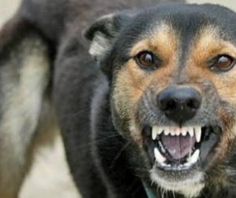 INCREDIBIL! Femeie SFÂȘIATĂ de 15 câini. Detalii de ULTIMĂ ORĂ