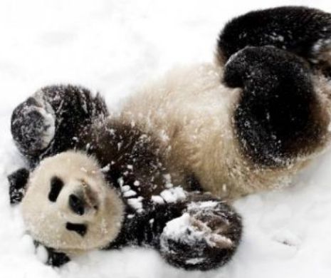 MERITĂ să te uiți. UN URS PANDA se bucură mai tare ca un copil de un om de zăpadă