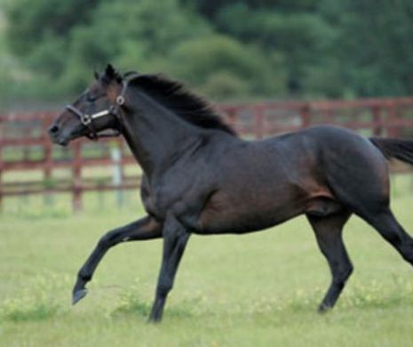 Mita este peste tot şi sub diverse forme! Samsung a dat UN CAL de aproape un milion de dolari