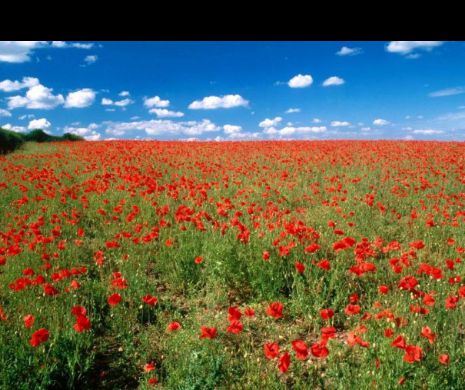 A fost aleasă FLOAREA anului 2017