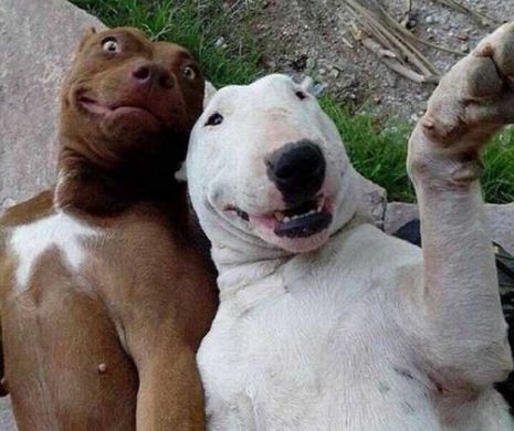 Animale Innebunite După Selfie Uri Iți Inmoaie Sufletul Cand Vezi