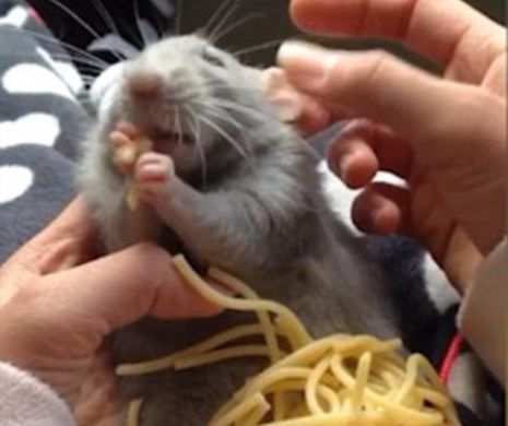Filmulețul care a devenit VIRAL PE INTERNET. Un șoricel mănâncă paste ca un adevărat italian. Clipul a uimit o lume întreagă