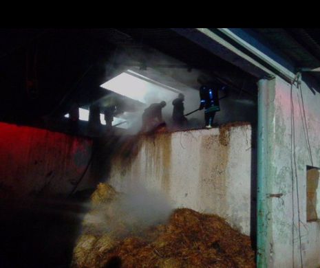 Incendiu DEVASTATOR cu care pompierii s-au chinuit șase ore. Cum au fost salvați 20 de porci I FOTO