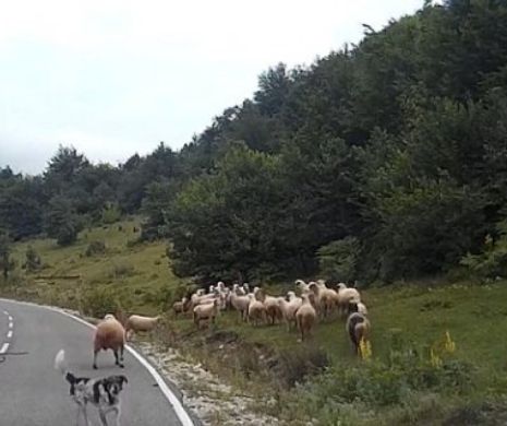 O femeie păstor a fost atacată și bătută măr de o oaie nervoasă. Imagini dramatice din dramticului incident produs în munți. VIDEO
