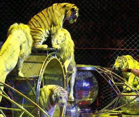 Plângere penală împotriva maltratării animalelor