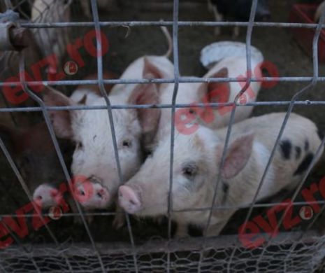 86 de milioane de euro ajutor pentru crescătorii de porci