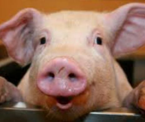 86 milioane euro ajutor pentru crescătorii de porci. Şi cultivatorii de tomate primesc 40 milioane euro