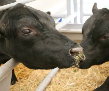 APIA. Noi reguli în campania de primire a cererilor unice de plată