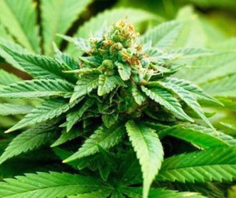 Cultivarea MARIJUANEI, de acum o practică LEGALĂ