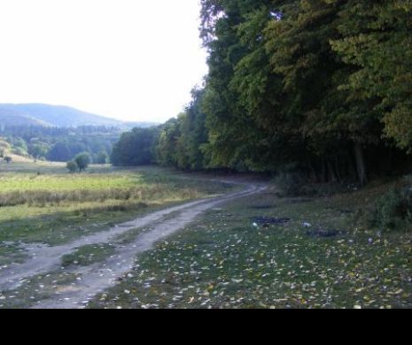 După 16 ani de procese, statul rămâne cu 166.883 hectare de pădure cerute de BOR