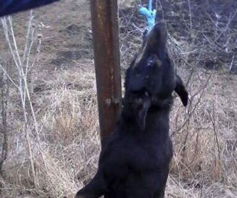 Faptă abominabilă la Câmpia Turzii. A spânzurat un câine de limbă