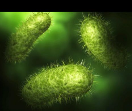 OMS a publicat lista celor mai PERICULOASE BACTERII. Noi antibiotice trebuie dezvoltate DE URGENŢĂ pentru a le COMBATE