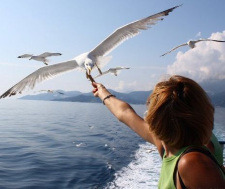 Pescărușii cu gripa aviară au declanșat celula de criză la nivelul Capitalei. Virusul ar putea afecta populația umană