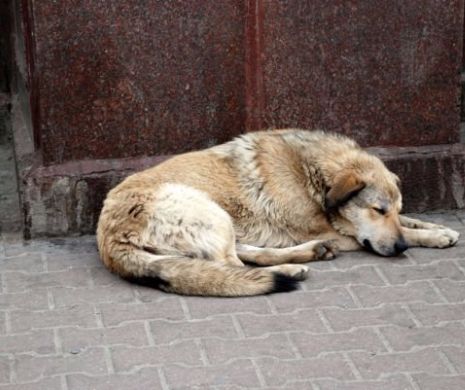 POVESTEA FANTASTICĂ a câinelui maidanez care A SALVAT viața unui copil abandonat în zăpadă