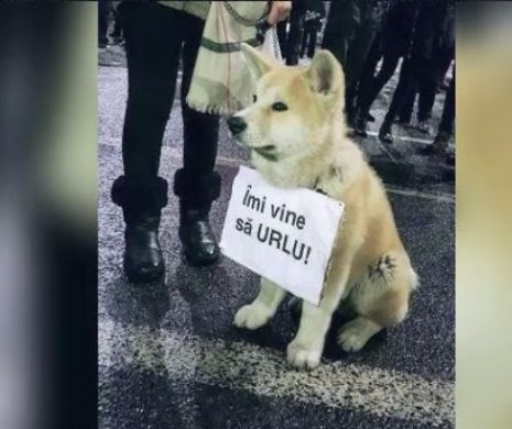 POVESTEA FANTASTICA din spatele acestei imagini SIMBOL din Piata Victoriei! Al cui e acest caine. VIDEO