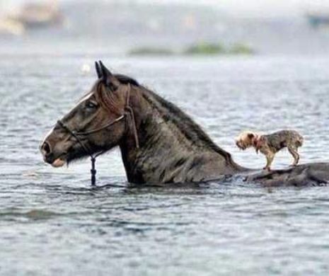 SE ÎNTÂMPLĂ ÎN LUME, zi de zi, FĂRĂ SĂ ŞTIM. Ultimele poveşti de viaţă sunt fascinante în GALERIA FOTO devenită virală