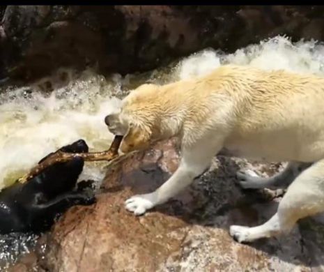 VIDEO EMOŢIONANT | Un câine a fost salvat de la înec în ultima clipă.