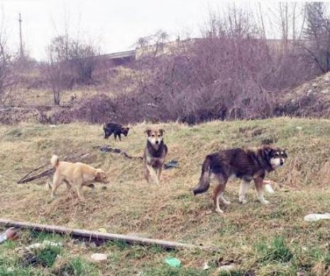 Bătrână ATACATĂ de o haită de câini. Animalele i-au sfârtecat fața