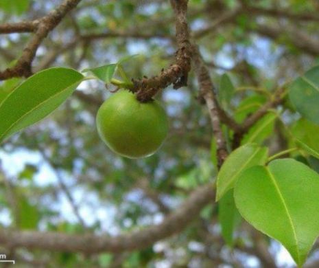 Efectele DEVASTATOARE ale consumului de legume și fructe. Boala Parkinson, cancer și autism, câteva dintre bolile la care te expui mâncând aceste alimente