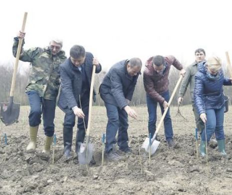 Grindeanu a fost reporter la plantarea frasinului „Iliescu”