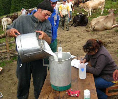 Guvernul îi plătește pe fermieri ca să reducă producția de lapte