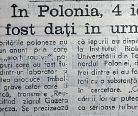 Iepuri-cobai, dați în urmărire generală | MEMORIA EVZ