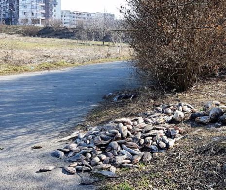 Poluare cu pește putrezit la Constanța. Primăria, bună de plată