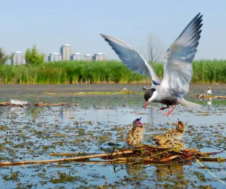 Administraţia Parcul Natural Văcăreşti a devenit administratorul Deltei Văcăreşti, în parteneriat cu Primăria Capitalei