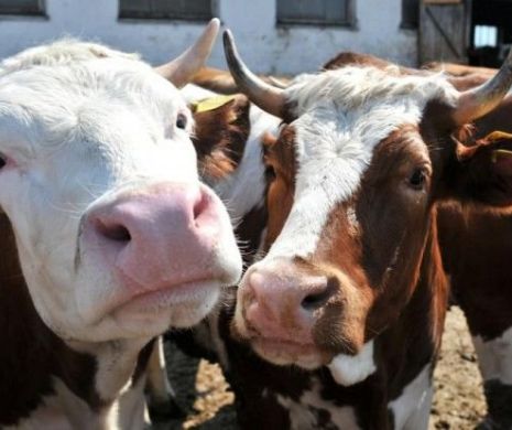 Atenţie crescători de animale. După 45 de ani, o boală periculoasă ameninţă populaţia României