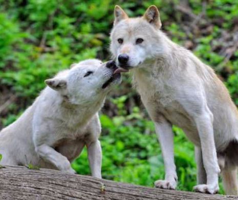 Dragostea dintre animale, mai sinceră decât a oamenilor? Imagini care iți topesc sufletul - FOTO GALERIE