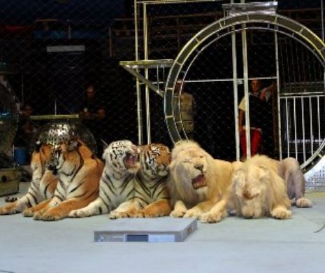 Joi s-ar putea interzice folosirea animalelor în spectacole de circ pe teritoriul municipiului Bucureşti
