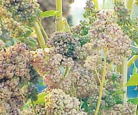 Rețete de post cu „mama tuturor cerealelor”