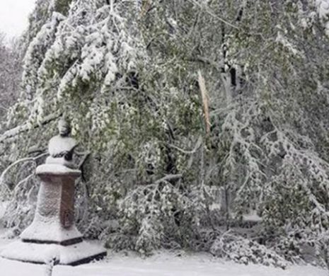 Semnal de alarmă! Teiul lui Eminescu este în pericol